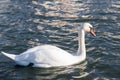 White swan in the foggy lake at the dawn. Morning lights. Romantic background. Beautiful swan. Cygnus. Romance of white swan with Royalty Free Stock Photo