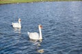 White swan in the foggy lake at the dawn. Morning lights. Romantic background. Beautiful swan. Cygnus. Romance of white swan with Royalty Free Stock Photo