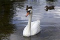 The real Swan lake