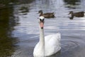 The real Swan lake