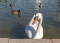 Envied Swan Royalty Free Stock Photo