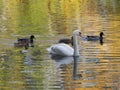 White Swan And Four Ducks On Pond And Water Reflection Of Landscape Of Royal Wilanow Park In European Warsaw In Poland