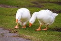 White swan geese peacefully walking in green meadow, and pinching a grass in a sunny day. Snow swan goose walking Royalty Free Stock Photo