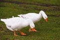 White swan geese peacefully walking in green meadow, and pinching a grass in a sunny day. Snow swan goose walking Royalty Free Stock Photo