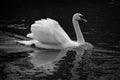 White swan gliding on lake in black and white