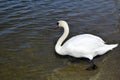 The white swan goes to water. Wild nature. A graceful beautiful adult waterfowl.
