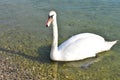 A friendly swan approaches the shore of the lake2.