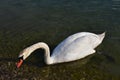 A friendly swan approaches the shore of the lake4.