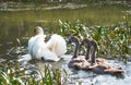 A white Swan with gracefully raised wings and three gray Chicks Royalty Free Stock Photo