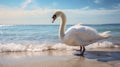 Graceful White Swan On Beach: Stereotype Photography With Baroque Animals Royalty Free Stock Photo