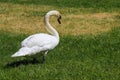 White Swan on Grass Royalty Free Stock Photo