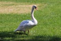 White Swan on Grass Royalty Free Stock Photo