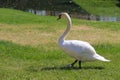 White Swan on Grass Royalty Free Stock Photo