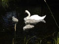 White swan with gray baby swans on the shallow Wuhle River in July. Berlin, Germany Royalty Free Stock Photo