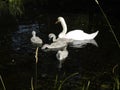 White swan with gray baby swans on the shallow Wuhle River in July. Berlin, Germany Royalty Free Stock Photo