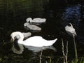 White swan with gray baby swans on the shallow Wuhle River in July. Berlin, Germany Royalty Free Stock Photo