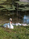 White Swan and Gray Ducklings in Lake& x27;s Edge