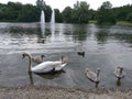 White swan and gray swans in a pond in a park Royalty Free Stock Photo