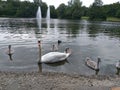 White swan and gray swans in a pond in a park.  Munich Royalty Free Stock Photo