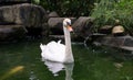 White swan on green lake. Beautiful water bird closeup photo. White swan portrait. Romantic lake view Royalty Free Stock Photo