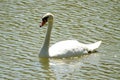 White swan on the green water of a lake, profile of big aquatic bird swimming, background of wild animal Royalty Free Stock Photo