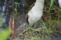 White swan head partially in water searching for food closeup view Royalty Free Stock Photo