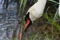 White swan head searching in water closeup view with blurred background Royalty Free Stock Photo