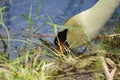 White swan head searching in water closeup view with selective focus on foreground Royalty Free Stock Photo