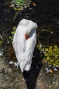 White swan is heating his beak on the beach of the Orestias lake Royalty Free Stock Photo