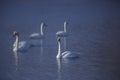 The white swan hibernates on the lake. A group of birds float on the surface of blue water Royalty Free Stock Photo