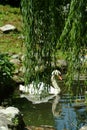 White swan hiding behind a willow. Lago Maggiore, Italy.