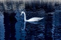 White swan infrared view with reflection in the water Royalty Free Stock Photo