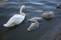 White swan and its puppies