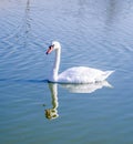 white swan and its reflection in blue water Royalty Free Stock Photo