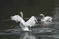 White swan / White swan lake Royalty Free Stock Photo