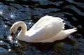 White swan on lake Royalty Free Stock Photo