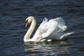 White swan