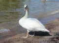 White swan on the lake beach