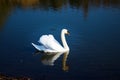 White swan on the lake Royalty Free Stock Photo