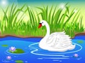 White Swan. Lake with beautiful water lilies.