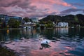 White Swan in Lake Bled by Dusk - Slovenia Royalty Free Stock Photo