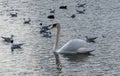 White swan in the lake with blue dark background Royalty Free Stock Photo