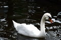 White swan in the lake close-up. Drops of water flowing from the beak Royalty Free Stock Photo