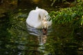 A white swan lake drinks water Royalty Free Stock Photo