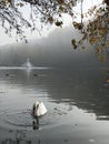 White swan in the lake Royalty Free Stock Photo