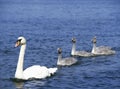 White swan on lake with four cygnets Royalty Free Stock Photo