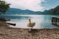 White swan on the lake Hallstatter See. Sunny morning scene on the pier of Hallstatt village in the Austrian Alps, Liezen District Royalty Free Stock Photo