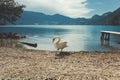 White swan on the lake Hallstatter See. Sunny morning scene on the pier of Hallstatt village in the Austrian Alps, Liezen District Royalty Free Stock Photo