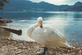 White swan on the lake Hallstatter See. Sunny morning scene on the pier of Hallstatt village in the Austrian Alps, Liezen District Royalty Free Stock Photo