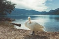 White swan on the lake Hallstatter See. Sunny morning scene on the pier of Hallstatt village in the Austrian Alps, Liezen District Royalty Free Stock Photo